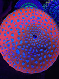 Mushroom Top Parasol