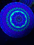 Crystal Cactus Parasol